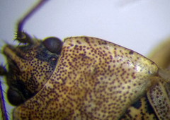 Emblethis denticollis