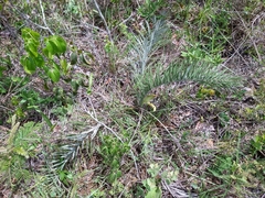 Allagoptera campestris
