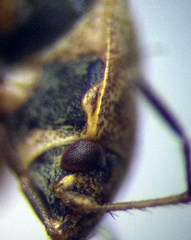 Emblethis denticollis
