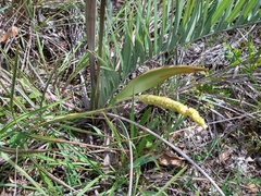Allagoptera campestris