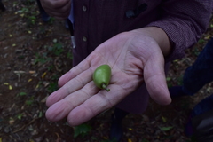 Elaeocarpus serratus