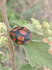 Botanochara angulata