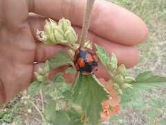 Botanochara angulata