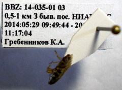 Emblethis denticollis