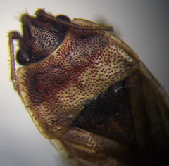 Emblethis denticollis