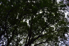 Elaeocarpus serratus