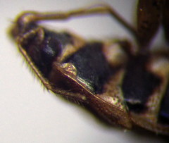 Emblethis denticollis