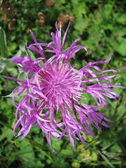 Centaurea uniflora