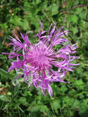 Centaurea uniflora