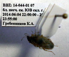 Emblethis denticollis