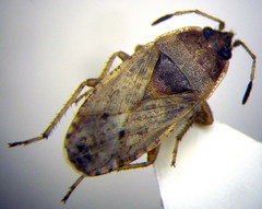 Emblethis denticollis