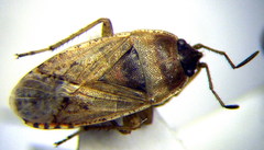 Emblethis denticollis