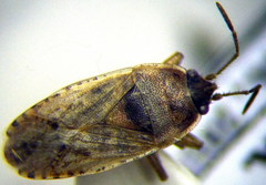 Emblethis denticollis