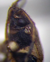 Emblethis denticollis