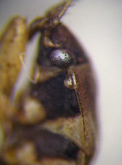 Emblethis denticollis