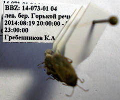 Emblethis denticollis