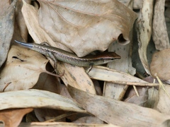 Scincella formosensis