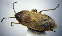 Emblethis denticollis