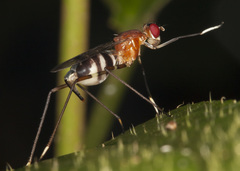 Ptilosphen viriolatus