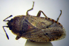 Emblethis denticollis