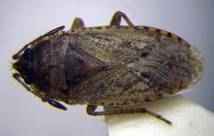 Emblethis denticollis