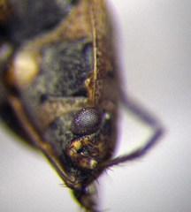 Emblethis denticollis