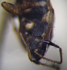 Emblethis denticollis