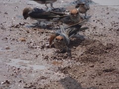 Petrochelidon fluvicola