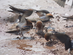 Petrochelidon fluvicola