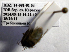 Emblethis denticollis