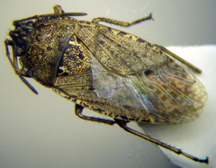 Emblethis denticollis