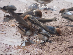 Petrochelidon fluvicola