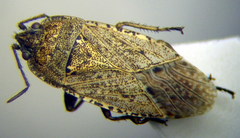Emblethis denticollis