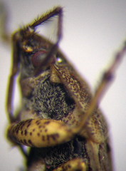 Emblethis denticollis
