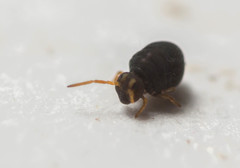Sminthurinus aureus