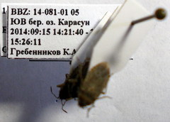 Emblethis denticollis