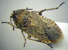 Emblethis denticollis