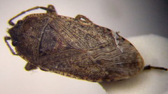Emblethis denticollis