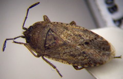 Emblethis denticollis