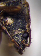 Emblethis denticollis