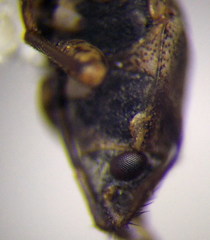 Emblethis denticollis