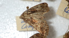 Sideridis rivularis