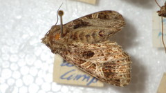 Sideridis rivularis