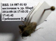 Emblethis denticollis