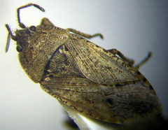 Emblethis denticollis