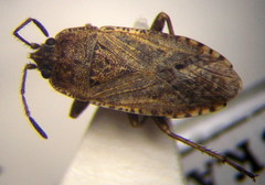 Emblethis denticollis