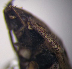 Emblethis denticollis