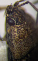 Emblethis denticollis