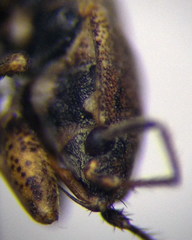 Emblethis denticollis