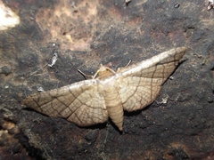 Hypolamprus ypsilon